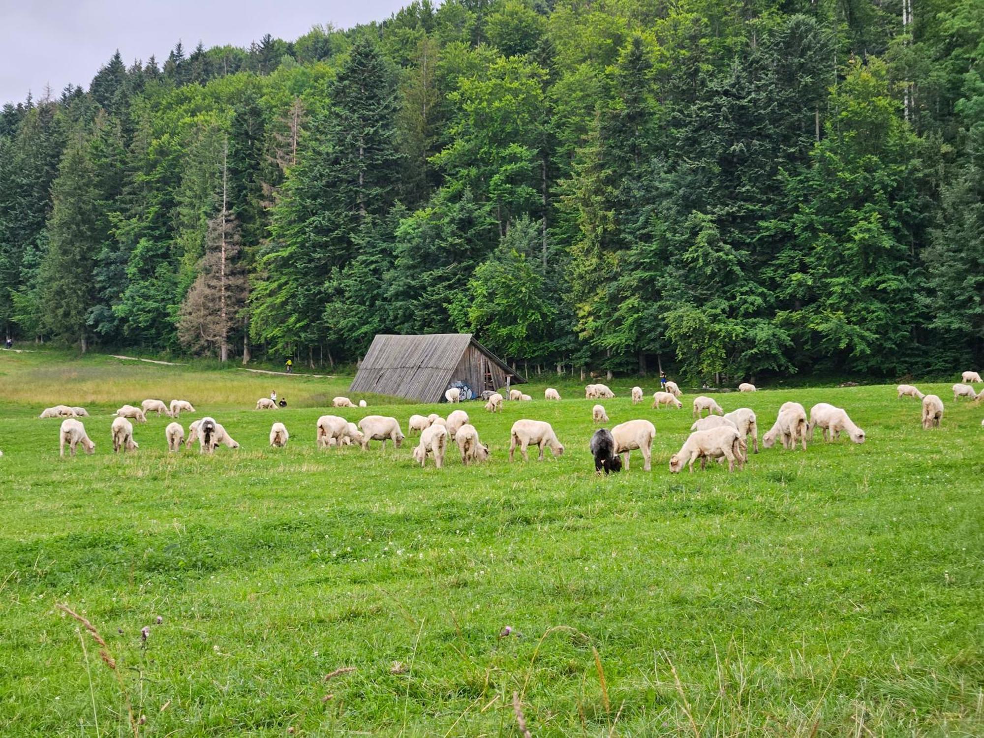 Apartament Rs6 Zakopane